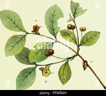 Ce travail historique de Jacob Hübner explore les papillons européens, en se concentrant sur l’identification des espèces, les cycles de vie et les habitats à travers le continent. Il fournit des illustrations détaillées des espèces de papillons. Banque D'Images