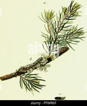 Les travaux de Jacob Hübner sur les papillons européens explorent l’histoire et la diversité des espèces de papillons en Europe, fournissant des descriptions détaillées et des illustrations des papillons de la région. Banque D'Images