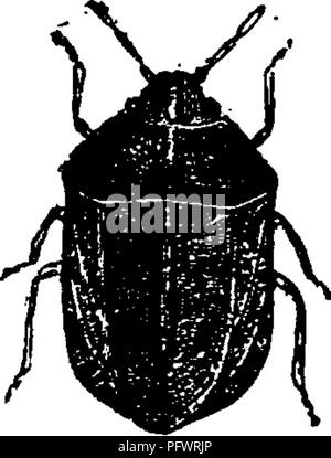 Ce manuel, co-écrit par John Henry et Anna Botsford Comstock, sert de guide pour l'étude des insectes. Il comprend des descriptions détaillées et des illustrations de diverses espèces, offrant des informations précieuses pour les étudiants, les entomologistes et les passionnés de la nature. Les images du manuel ont été améliorées numériquement mais peuvent ne pas refléter précisément les couleurs d'origine. Banque D'Images