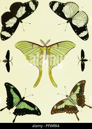 Cette illustration montre divers papillons des familles de lépidoptères trouvés en Asie, en Afrique et en Amérique. Ces espèces sont détaillées pour leur répartition et leur classification, offrant un aperçu de la diversité mondiale des papillons. Le travail présente des espèces notables de chaque continent et sert de référence pour l'identification des lépidoptères. Banque D'Images