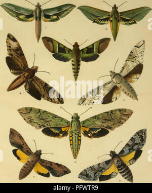 . Révision de l'heterocerous lépidoptères de la famille des Hylidés. Sphingidae. K'UN Stmth del el lith. Monnaie.ro je NOUVELLES ESPÈCES D'SPHINGirVE.. Veuillez noter que ces images sont extraites de la page numérisée des images qui peuvent avoir été retouchées numériquement pour plus de lisibilité - coloration et l'aspect de ces illustrations ne peut pas parfaitement ressembler à l'œuvre originale.. Butler, Arthur G. (Arthur Gardiner), 1844-1925. [S. l. ] Banque D'Images