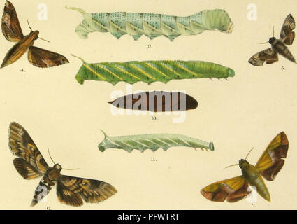 . Révision de l'heterocerous lépidoptères de la famille des Hylidés. Sphingidae. &Amp ; &gt;C. J'ai 1.1 Bl accalmie Sio. imp PHING1M1 &AMP ; TRANSFORMATIONS.. Veuillez noter que ces images sont extraites de la page numérisée des images qui peuvent avoir été retouchées numériquement pour plus de lisibilité - coloration et l'aspect de ces illustrations ne peut pas parfaitement ressembler à l'œuvre originale.. Butler, Arthur G. (Arthur Gardiner), 1844-1925. [S. l. ] Banque D'Images