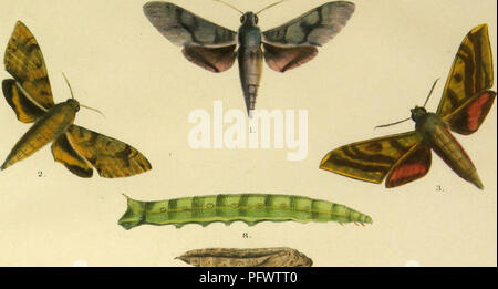 . Révision de l'heterocerous lépidoptères de la famille des Hylidés. Sphingidae. wy/. &Amp ; &gt;C. Veuillez noter que ces images sont extraites de la page numérisée des images qui peuvent avoir été retouchées numériquement pour plus de lisibilité - coloration et l'aspect de ces illustrations ne peut pas parfaitement ressembler à l'œuvre originale.. Butler, Arthur G. (Arthur Gardiner), 1844-1925. [S. l. ] Banque D'Images