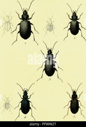 Cet ouvrage de Pierre François Marie Auguste Dejean se concentre sur l’histoire naturelle et la taxonomie des coléoptères européens. Il fournit des illustrations détaillées et des descriptions de diverses espèces, contribuant à l'étude de l'entomologie et à la compréhension de la diversité des coléoptères en Europe. Banque D'Images