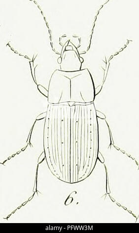 . Iconographie et histoire naturelle des coleÌopteÌres d'Europe ;. Les coléoptères ; Entomologie. i. C. Une Rotiindieollis. Ch. Elonerotus. 3. Ch. Microceplialus OcKroplerua 4- C 5 â C. MclaiioccplialiL ? (). ( . Alpuuis . /'Â Ã"umem/ /}/ft.-i'/f e/ /'ts'ejyf,. Veuillez noter que ces images sont extraites de la page numérisée des images qui peuvent avoir été retouchées numériquement pour plus de lisibilité - coloration et l'aspect de ces illustrations ne peut pas parfaitement ressembler à l'œuvre originale.. Dejean, Pierre FrancÌ§ois Marie Auguste, comte, 1780-1845. Paris, MeÌquignon-Marvis Banque D'Images