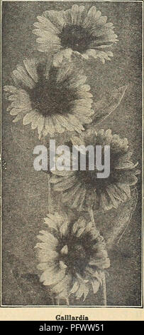 Ce catalogue de jardinage de 1938 offre une grande variété de plantes, y compris des fleurs ornementales, des bulbes et des légumes. Il comprend des détails sur les caractéristiques, les instructions de plantation et les prix de divers types de graines et de plantes disponibles pour les jardiniers. Banque D'Images