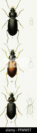 Cette œuvre de Pierre François Marie Auguste Dejean présente une iconographie détaillée et une histoire naturelle des coléoptères européens. Il présente des illustrations de diverses espèces de coléoptères, y compris Patrobus et Depressus, et offre un aperçu de leur taxonomie et de leur histoire naturelle. Banque D'Images