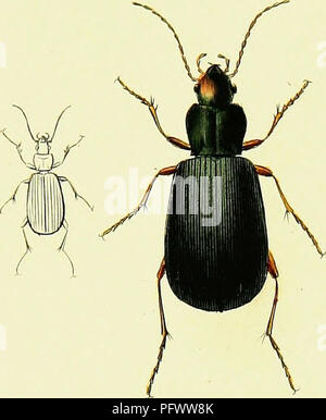 Cette illustration tirée de *iconographie et histoire naturelle des Coleopteres d'Europe* de Pierre François Marie Auguste Dejean offre des représentations détaillées de différentes espèces de coléoptères européens. Le travail sert de guide complet sur la faune coléoptère européenne, avec des illustrations complexes pour l'identification des espèces et la taxonomie. Banque D'Images