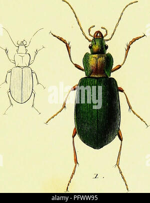 Cet ouvrage historique, rédigé par Pierre François Marie Auguste Dejean, présente une iconographie et une histoire naturelle des coléoptères européens. Il fournit des illustrations détaillées et des descriptions de diverses espèces de coléoptères en Europe, offrant une ressource précieuse pour les entomologistes et les naturalistes. Banque D'Images