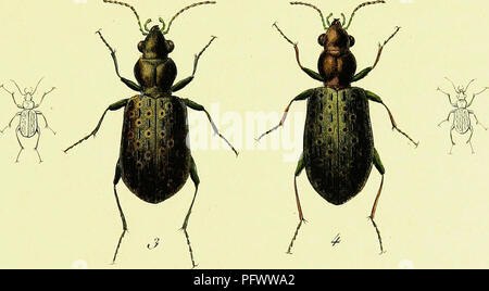 Cette illustration entomologique tirée de 'iconographie et histoire naturelle des coléoptères d'Europe' de Pierre François Marie Auguste Dejean met en valeur diverses espèces de coléoptères européens, en mettant l'accent sur leurs caractéristiques anatomiques et morphologiques uniques pour l'identification et la classification scientifiques. Banque D'Images