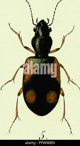 . Iconographie et histoire naturelle des cole ?opte ?res d'Europe ;. Les coléoptères ; Entomologie. . Veuillez noter que ces images sont extraites de la page numérisée des images qui peuvent avoir été retouchées numériquement pour plus de lisibilité - coloration et l'aspect de ces illustrations ne peut pas parfaitement ressembler à l'œuvre originale.. Dejean, Franc ?ois Pierre Marie Auguste, comte, 1780-1845. Paris, Me ?quignon-Marvis Banque D'Images