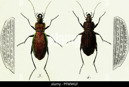 Cet ouvrage, rédigé par Pierre François Marie Auguste Dejean, se concentre sur l’histoire naturelle et les illustrations des coléoptères européens. Il présente des images détaillées et des descriptions de diverses espèces, y compris C. Bartaras et C. Cancellatus, contribuant aux études entomologiques des coléoptères de la région. Banque D'Images