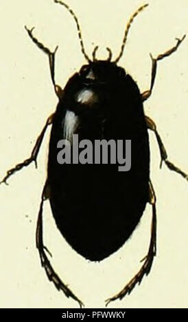 Cette œuvre de Pierre François Marie Auguste Dejean fournit une iconographie détaillée et une histoire naturelle des coléoptères européens. Il se concentre sur diverses espèces de coléoptères, offrant des illustrations et des descriptions cruciales pour l'étude de l'entomologie européenne et de la biodiversité des insectes. Il reste une référence importante pour les entomologistes et les historiens de la nature. Banque D'Images