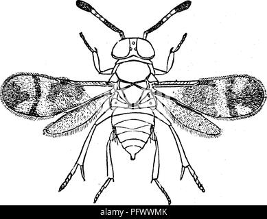 . Les insectes nuisibles pour les fruits. Illustré de quatre cent quarante coupes de bois. Les insectes nuisibles. Les ailes de l'ancienne mesure, quand s'est étendu, environ un huitième de pouce ; ceux de la seconde, d'un dixième de pouce. La troisième base de l'avant des ailes de la femelle est trans- parent, le tiers moyen brun sombre, traversé par une bande transversale claire ; le tiers externe est également brun sombre, avec deux grandes, en forme de taches transparent, l'Entrant, un de chaque côté. Les ailes postérieures sont presque transparent ; e^. Veuillez noter que ces images sont extraites de la page numérisée des images qui peuvent avoir été dig Banque D'Images