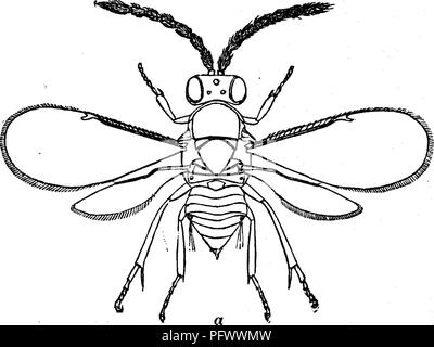. Les insectes nuisibles pour les fruits. Illustré de quatre cent quarante coupes de bois. Les insectes nuisibles. 406 LES INSECTES NUISIBLES À L'ORANGE. De grandes quantités de la large échelle-insectes qui se produisent dans les multitudes sur le lierre anglais cultivés. Les deux sexes d'un troisième parasite, Encyrtus flavus Howard, sont présentés à la Fig. 420, un représentant les hommes, 6 la femelle. Fig. 420.. Veuillez noter que ces images sont extraites de la page numérisée des images qui peuvent avoir été retouchées numériquement pour plus de lisibilité - coloration et l'aspect de ces illustrations ne peut pas parfaitement ressembler à l'œuvre originale.. Saunders, Willi Banque D'Images