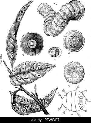 . Les insectes nuisibles pour les fruits. Illustré de quatre cent quarante coupes de bois. Les insectes nuisibles. Les INSECTES NUISIBLES À L'ORANGE. 397 Les œufs sont jaune pâle, et le uevvly-larves écloses, représenté à c dans la figure, sont globalement ovale, et possèdent chacune six pattes, une paire d'antennes, et un bec. pour l'aspiration. Ils apparaissent comme des petites taches, à peine visible à l'oeil nu ; au début, ils sont très actives, mais, ayant choisi un emplacement, bientôt fixer eux-mêmes de façon permanente à un endroit. En peu de temps ils sécrètent sur leur corps parfait. Veuillez noter que ces images sont extraites Banque D'Images