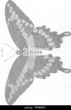 . Les insectes nuisibles pour les fruits. Illustré de quatre cent quarante coupes de bois. Les insectes nuisibles. 378 LES INSECTES NUISIBLES À L'ORANGE. Il est brun terne, presque couverte de taches blanchâtres irrégulières tachetés de brun. Les quatre premiers segments ont. de chaque côté une bande blanche longitudinale ; à partir de la quatrième à la huitième est une grande tache blanche, iiearly forme ovale, plus encore. Veuillez noter que ces images sont extraites de la page numérisée des images qui peuvent avoir été retouchées numériquement pour plus de lisibilité - coloration et l'aspect de ces illustrations ne peut pas parfaitement ressembler à l'œuvre originale.. Saunders Banque D'Images