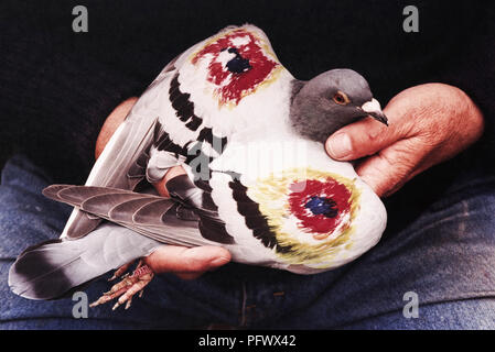 Tom Perry, le coureur de Pigeon, âgé de 69 ans, de Rhymney, Gwent, a mis au point une façon unique d'arrêter les attaques contre ses oiseaux par des faucons pèlerins, il peint des symboles RAF sur leurs ailes. Il pense que les faucons confondent les cercles rouge, bleu et jaune pour les yeux, de la même manière que les papillons et les papillons dissuadent les prédateurs en ayant des marques similaires naturellement sur leurs ailes. Tom et d'autres membres du Rhymney Pigeon Flying Club ont régulièrement perdu des oiseaux aux faucons nichant dans une vieille carrière à environ un kilomètre de son loft. Depuis qu'il a marqué son troupeau, ce qu'il fait avec des stylos à pointe feutre, aucun n'a été attaqué Banque D'Images