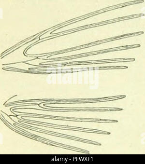 . A handbook of British lepidoptera. Lepidoptera. l'YKAMDINA 9 coïncidents. Six ailes-de-lièvre, cellule très court, 5 absents, 7 sur 6 près de l'origine, 8 gratuitement. Le curieux genre qui constitue à elle seule cette famille est très isolé, la connexion de formes étant apparemment tous éteints. Ailes antérieures avec Imago, fente triangulaire près de la base en six segments de vol ; crépusculaire. Larve modérément allongés, avec quelques poils. Chrysalide dans un cocon au-dessus du sol. 1. Orneodes, Latr. Visage avec projection des échelles. Antennes en $ cilié minutieusement. Palpi labial long, à l'oblique ascendant, deuxième Banque D'Images