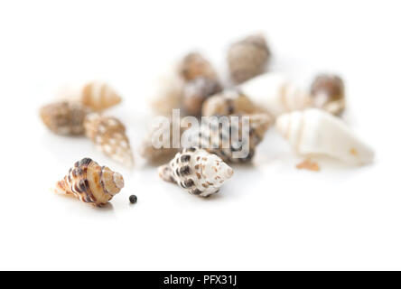 Coquillages isolé sur fond blanc Banque D'Images