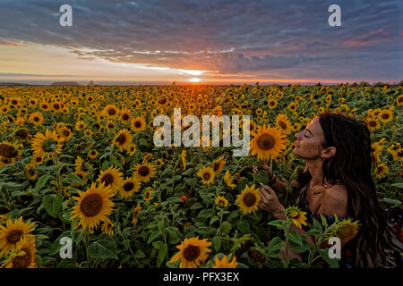 Natasha Jenkins bénéficie d'une promenade au coucher de soleil parmi un champ de tournesols à Rhossili, Péninsule de Gower, Pays de Galles, Royaume-Uni Banque D'Images