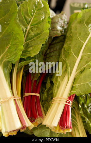 Bouquets de rainbow chard organique. Banque D'Images