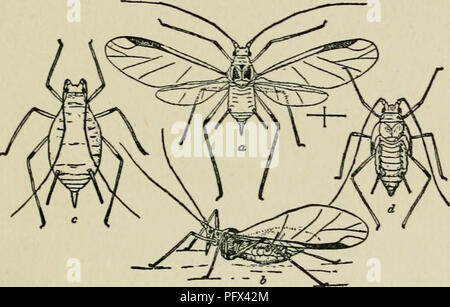 . La culture et les maladies de l'pois doux. Les INSECTES NUISIBLES 153 jardins, et la plus grande de l'espèce verte qui attaque le PEA et les plantes (fig. Ato 31 e). La couleur générale. FIG. 31. Pois de Apllis, une femme ailée. b même d'un côté avec les ailes repliées en position naturelle, comme lors de l'alimentation. C AptcrOUS femme nymphe d EN DERNIÈRE ÉTAPE. (Après CHITTENDEN.) de l'insecte est uniforme vert pois, la même couleur que l'usine d'aliments préférés de l'insecte. Les yeux sont grands et de couleur brun rougeâtre. Les antennes sont plus léger que le corps et la tubercules proéminents. Les pattes sont longues et conspi Banque D'Images