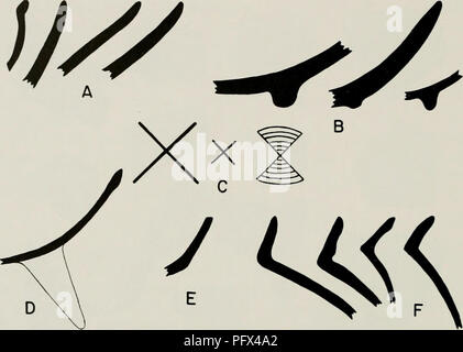 . Chronologie culturelle et le changement comme reflété dans la céramique de la vallée de Virú, Pérou. Poterie -- La vallée de Viru, Pérou ; Mounds -- Pérou Vallée Viru Viru ; Vallée, Pérou -- antiquités. 174 DE LA VALLÉE DE LA CÉRAMIQUE Viru, au Pérou. Fig. 58. Profils de San Nicolas Rim ; moulé extérieur rim vers la droite. C, des ornements ou des marques sur l'extérieur du bol bases. X 0.4. des bols ont un intérieur poli, et plus de 75  % des bases en anneau (fig. 58, B). Un peu d'être solides, conique, trépied prend en charge (fig. 58, D). Il y a quatre exemples de base de bague avec un ornement spécial bols ou d'une marque sur l'extérieur de la base Banque D'Images