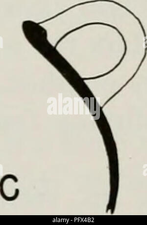 . Chronologie culturelle et le changement comme reflété dans la céramique de la vallée de Virú, Pérou. Poterie -- La vallée de Viru, Pérou ; Mounds -- Pérou Vallée Viru Viru ; Vallée, Pérou -- antiquités. . Veuillez noter que ces images sont extraites de la page numérisée des images qui peuvent avoir été retouchées numériquement pour plus de lisibilité - coloration et l'aspect de ces illustrations ne peut pas parfaitement ressembler à l'œuvre originale.. Collier, Donald, 1911- ; Martin, Paul S. (Sidney), Paul 1899-1974. editor Conservateur en chef, Département d'anthropologie ; Ross, Lillian A. editor Éditeur Associé, publications scientifiques. [Chicago] Chic Banque D'Images