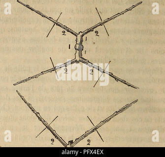 . La culture des arbres fruitiers aÌ tout évent. La culture de fruits. fruitiÃ¨res branches sont plus longues, en ayant soin autant que possible, de laisser les yeux de taille sui. T Fig. 13. Â 2e annÃ©e. les cÃ'tÃ©s et un peu en dessous ; sur une ainsi Ã tailler les quatre rameaux 2, 2, 2, 2 de la fig. 18, une vue. Veuillez noter que ces images sont extraites de la page numérisée des images qui peuvent avoir été retouchées numériquement pour plus de lisibilité - coloration et l'aspect de ces illustrations ne peut pas parfaitement ressembler à l'œuvre originale.. Issartier, Henri, b. 1816. [From old catalog]. Paris, P. Dupont Banque D'Images