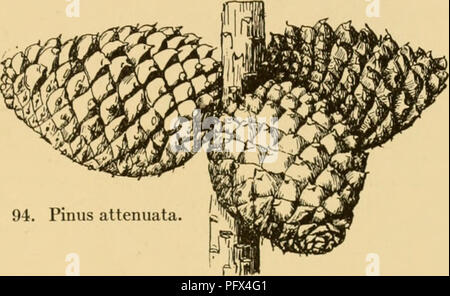 . Les conifères cultivés ; un manuel de la plus importante de conifères et arbres à feuilles caduques plantés pour l'ornement dans les États-Unis et le Canada. Les conifères ; les conifères. Dénombrement des conifères 329. Pinus attenuata. long. Maine de l'Ontario et l'Ohio, au sud jusqu'au nord de la Géorgie et le Tennessee. -Introduit en Grande-Bretagne avant 1759. Hardy au nord jusqu'à l'Est du Canada. De croissance rapide lorsque de jeunes et précieux pour les semis sur sol sec et rocailleux ; les vieux arbres sont souvent très pittoresques. Elle germe facilement sur des souches Quand couper ou en partie détruite par un incendie, mais les germes sont de courte durée Banque D'Images