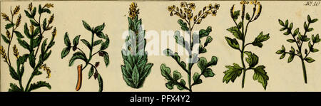 Nicholas Culpepper 'English Physician and Complete Herbal' est un guide complet sur les plantes médicinales et leurs utilisations. Le travail fournit des descriptions détaillées des plantes avec un accent sur leurs propriétés thérapeutiques et leur application en phytothérapie. Publié pour la première fois au XVIIe siècle, il continue d'être un texte fondamental dans l'étude de la botanique et de la médecine alternative. Banque D'Images