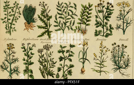 Nicholas Culpeper’s Herbal fournit des informations détaillées sur les plantes médicinales et leurs utilisations, en se concentrant sur les bienfaits thérapeutiques de diverses herbes. Ce travail du XVIIe siècle combine la botanique et la médecine, offrant des remèdes pour divers maux à base d'ingrédients à base de plantes et leurs effets sur le corps humain. Banque D'Images
