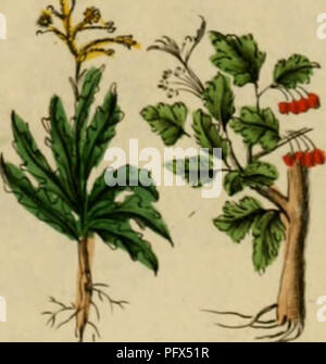 Cette plante du XVIIe siècle de Nicholas Culpepper fournit des descriptions détaillées des plantes médicinales et de leurs utilisations en médecine traditionnelle. Il sert de guide complet à la botanique, en se concentrant sur les propriétés curatives de diverses plantes. L'invention concerne également des procédés de préparation de remèdes à base de plantes médicinales pour une variété de maux. Banque D'Images