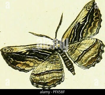 . L'HuÌbner geometra [ressource électronique]. Lépidoptères.  ?&Amp;un ?&amp ;)07V &£era-, V^ xÂ€&amp;0m&amp;â€r-a&amp ;, -J'â &Lt ;7T77ZZr&amp;fe 77UZÂ^£., JE. déc. 5ffd. 555.. Veuillez noter que ces images sont extraites de la page numérisée des images qui peuvent avoir été retouchées numériquement pour plus de lisibilité - coloration et l'aspect de ces illustrations ne peut pas parfaitement ressembler à l'œuvre originale.. HuÌbner, Jacob, 1761-1826. [S. l.  : S. n. ] Banque D'Images