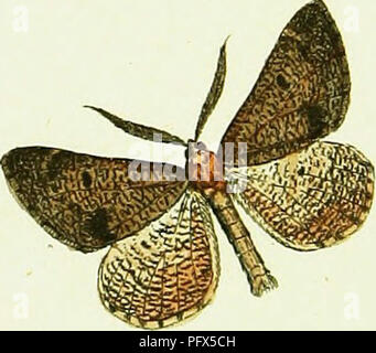 Cette illustration, qui fait partie du travail de Jacob Hußbner sur les lépidoptères, présente des images détaillées de papillons de nuit de la famille des Geometridae. Les travaux mettent en évidence les caractéristiques et la classification de l’espèce, tirées des études entomologiques de Hußbner au XVIIIe siècle. Banque D'Images