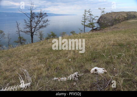 Une carcasse animale dans l'herbe sur l'île d'Olkhon sur le lac Baïkal, Russie Banque D'Images