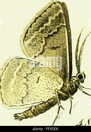 Un travail de Jacob Hübner sur l'étude des mites Geometridae, en se concentrant spécifiquement sur la famille des lépidoptères. Le texte comprend des illustrations détaillées des mites et de leurs caractéristiques, présentées dans le cadre d'une ressource entomologique historique. Banque D'Images