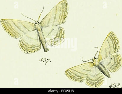 Cette image présente une illustration du travail de Jacob Hübner sur les lépidoptères, en se concentrant spécifiquement sur l'espèce Geometra. Hübner, entomologiste éminent du XVIIIe siècle, a contribué de manière significative à l'étude des papillons de nuit et des papillons, fournissant des descriptions détaillées et des illustrations de diverses espèces. Banque D'Images