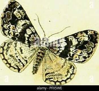 Geometra de Hußbner, un travail sur les lépidoptères, se concentre spécifiquement sur la famille des mites Geometridae. Il couvre la taxonomie, l'identification et la répartition des espèces au sein de ce groupe, soulignant leurs caractéristiques uniques et leurs rôles écologiques. Le travail est une ressource essentielle pour les entomologistes et les amateurs de papillons qui cherchent à comprendre ces insectes et leur place dans l'écosystème plus large. Banque D'Images
