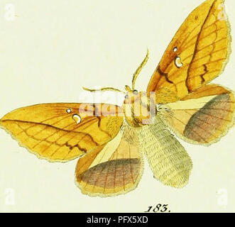 . L'HuÌbner papilio [ressource électronique]. Lépidoptères. . Veuillez noter que ces images sont extraites de la page numérisée des images qui peuvent avoir été retouchées numériquement pour plus de lisibilité - coloration et l'aspect de ces illustrations ne peut pas parfaitement ressembler à l'œuvre originale.. HuÌbner, Jacob, 1761-1826. [S. l.  : S. n. ] Banque D'Images