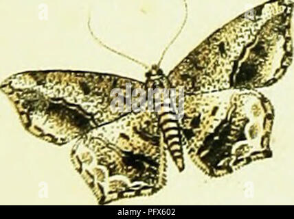 Une ressource électronique détaillant les travaux de Jacob Hübner sur les espèces de mites geometra, fournissant des informations précieuses sur la morphologie et la classification des insectes lépidoptères. Banque D'Images