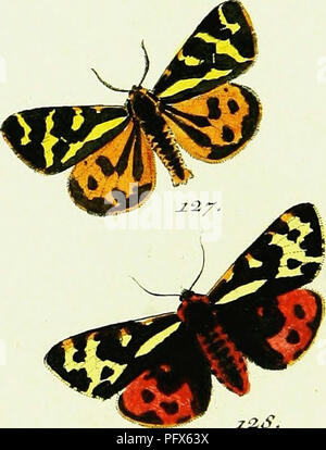 Cette œuvre de Jacob Hu ?bner explore diverses espèces de papillons Papilio, connus pour leurs couleurs et motifs saisissants. Il fournit des descriptions détaillées et des illustrations des papillons, contribuant à la classification des lépidoptères. Banque D'Images