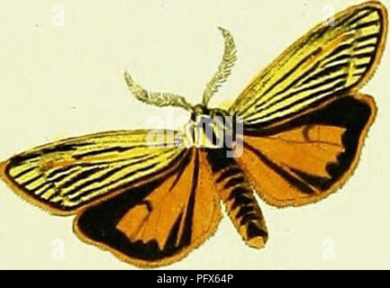 Le travail de Jacob Hübner présente des illustrations de diverses espèces du genre Papilio, un groupe de papillons de la sous-famille Papilioninae. Cette ressource électronique met en lumière la diversité et les caractéristiques des espèces de Papilio, en mettant l'accent sur leurs traits physiques et leur classification. Banque D'Images