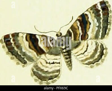 . L'HuÌbner geometra [ressource électronique]. Lépidoptères. .^aowozrt&amp;ra. Â C. ^fseo7n&amp;friiZ'/ JJ- C/ Treaacvoaz, J. 1035 ?.. Veuillez noter que ces images sont extraites de la page numérisée des images qui peuvent avoir été retouchées numériquement pour plus de lisibilité - coloration et l'aspect de ces illustrations ne peut pas parfaitement ressembler à l'œuvre originale.. HuÌbner, Jacob, 1761-1826. [S. l.  : S. n. ] Banque D'Images