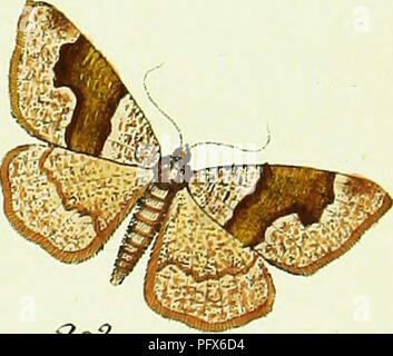 Ce travail de Jacob Hübner présente la teigne Geometra, une espèce appartenant à l'ordre des lépidoptères. Il fournit des illustrations détaillées et la classification de divers mites, contribuant à l'étude des espèces de lépidoptères. Banque D'Images