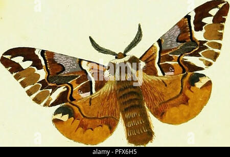 Cette ressource électronique présente une illustration du papillon Papilio de Hübner, une espèce étudiée par Jacob Hübner (1761-1826), un entomologiste influent. Le travail offre un aperçu de la morphologie et de la taxonomie de cette espèce de papillon, contribuant ainsi aux premières études lépidoptérologiques. L'image peut avoir été améliorée numériquement par rapport à sa forme originale pour plus de clarté et de lisibilité. Banque D'Images
