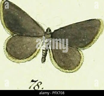 Un travail sur le Geometra de Hußbner, une espèce de l'ordre des lépidoptères, avec des illustrations détaillées et des descriptions de cette espèce de papillon. Banque D'Images