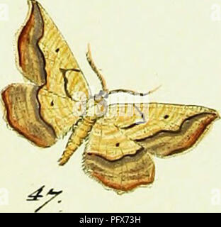 L'image représente diverses espèces de papillons Geometrid comme illustré dans 'Hubner's Geometra', une œuvre de Jacob Hubner. Ces illustrations, bien que améliorées numériquement, restent précieuses pour étudier la taxonomie et les caractéristiques morphologiques des mites Geometrid. Banque D'Images