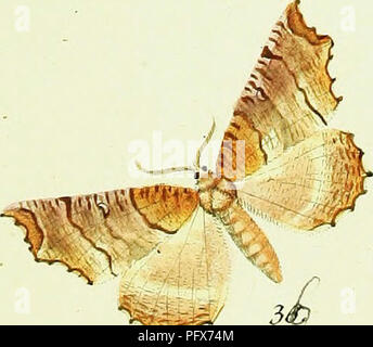 Cette ressource présente des illustrations des travaux de Hußbner sur les lépidoptères, en se concentrant particulièrement sur la famille des Geometridae, connue pour ses espèces distinctives de mites. La collection comprend des images de différentes variétés de papillons, illustrant leurs ailes et la morphologie de leur corps, éléments clés pour identifier ces espèces dans la nature. Banque D'Images
